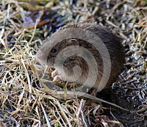 The field mouse