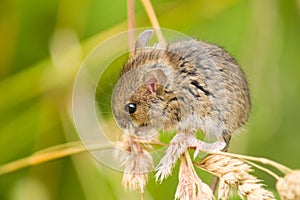 Field mouse photo