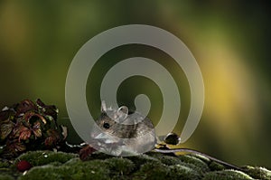 Field mouse, Apodemus sylvaticus