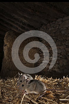 Field mouse , Apodemus sylvaticus