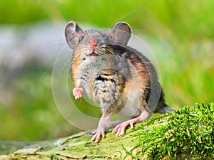 Field Mouse (Apodemus sylvaticus)