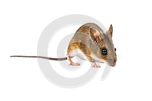 Field Mouse (Apodemus sylvaticus) with clipping path