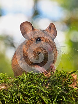 Field Mouse (Apodemus sylvaticus) in a forest