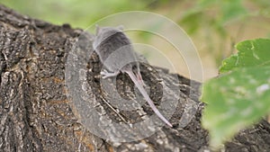 Field Mouse Apodemus sylvaticus on the Forest Floor in it`s Natural Habitat