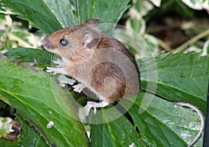 Field Mouse apodemus sylvaticus on green leaf