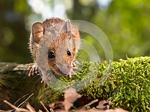 Field Mouse (Apodemus sylvaticus) looking in the camera