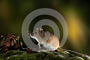 Field mouse, Apodemus sylvaticus, on a trunk