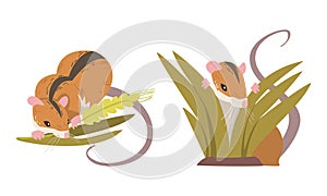 Field Mouse as Small Rodent with Long Tail and Dorsal Black Stripe Chewing Grass Vector Set