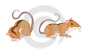 Field Mouse as Small Rodent with Long Tail and Dorsal Black Stripe Cuddling and Sitting Vector Set