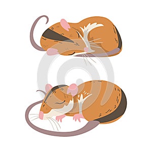 Field Mouse as Small Rodent with Long Tail and Dorsal Black Stripe Cuddling and Sleeping Vector Set