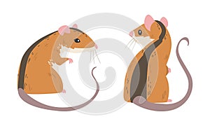 Field Mouse as Small Rodent with Long Tail and Dorsal Black Stripe Sitting Vector Set