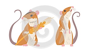 Field Mouse as Small Rodent with Long Tail and Dorsal Black Stripe Standing with Spikelet Vector Set