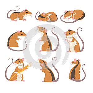 Field Mouse as Small Rodent with Long Tail and Dorsal Black Stripe Vector Set