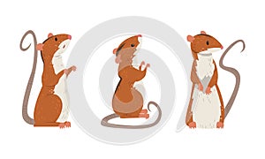 Field Mouse as Small Rodent with Long Tail and Dorsal Black Stripe Vector Set