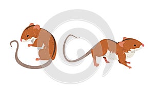 Field Mouse as Small Rodent with Long Tail and Dorsal Black Stripe Vector Set