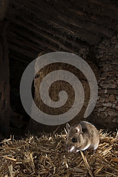 Field mouse in barn, Apodemus sylvaticus