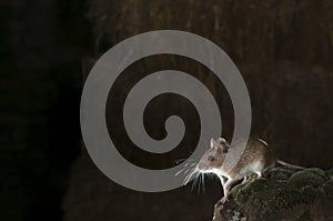 Field mouse in barn , Apodemus sylvaticus photo