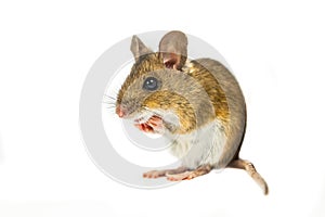 Field Mouse in begging position on white background