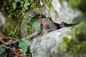 Field mouse behind rock