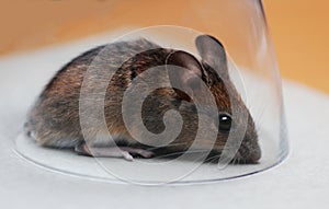 Field mouse, catched in a glass