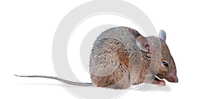 Field Mouse (clipping path)