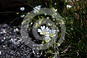 Field mouse-ear or field chickweed Cerastium arvense