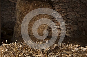 Field mouse haystack, Apodemus sylvaticus