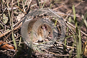 Field mouse hidden in the grass eating quietly