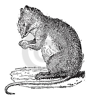 Field Mouse or Muridae, vintage engraving