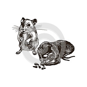 Field Mouse or Rat Character Standing Beside the Grain Sack Isolated on White Background Vector Illustration