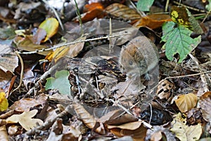Field mouse in the scrub