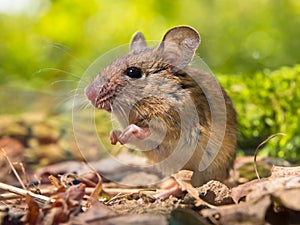 Field Mouse sitting on forest floor