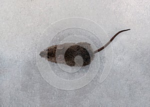 Field mouse in the snow. Little mouse. Field rodent