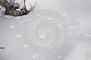 Field mouse trace on snow