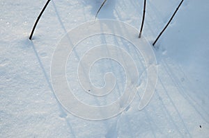 Field mouse trace on snow