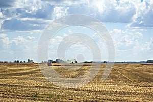 A field with mown wheat and sheaves and a blue sky with clouds