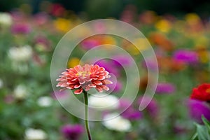 Field of multicolored gerberas