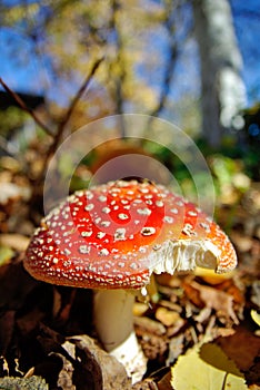 Field Mushroom