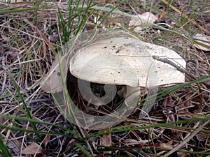 Field mushroom champignon in yellow leafs