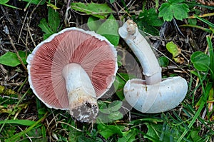 Field mushrooms