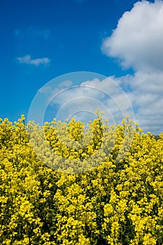 Field of Mustard