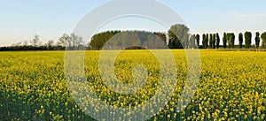 Field mustard (Brassica rapa) field photo