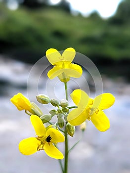 Field mustard (Brassica rapa) photo