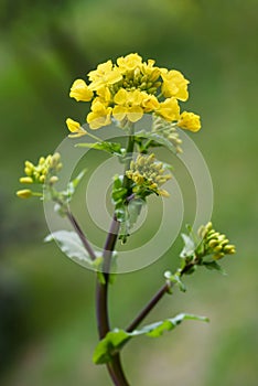 Field mustard flowers