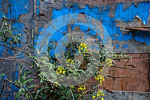 Field mustard flowers against a delapidated wood