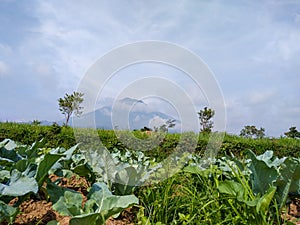 a field of mustard greens that farmers grow to sell to the market