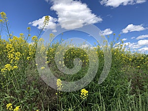 Field of mustard under the big sky