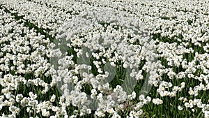 Field of Narcissus in Bloemendaal lying in the bulb region of the Netherlands.