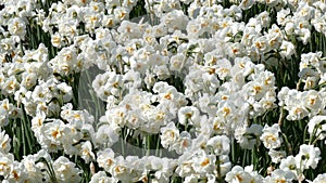 Field of Narcissus in Bloemendaal lying in the bulb region of the Netherlands.