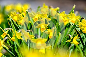 Field of Narcissus